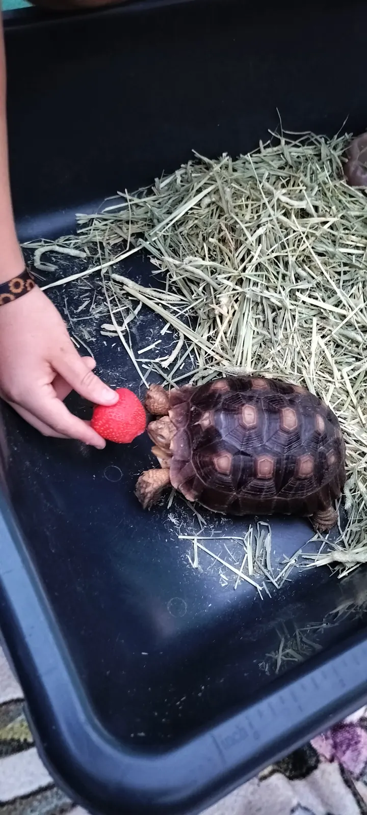 A camper reaching out to a tortoise at the animal show